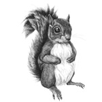 Illustrations