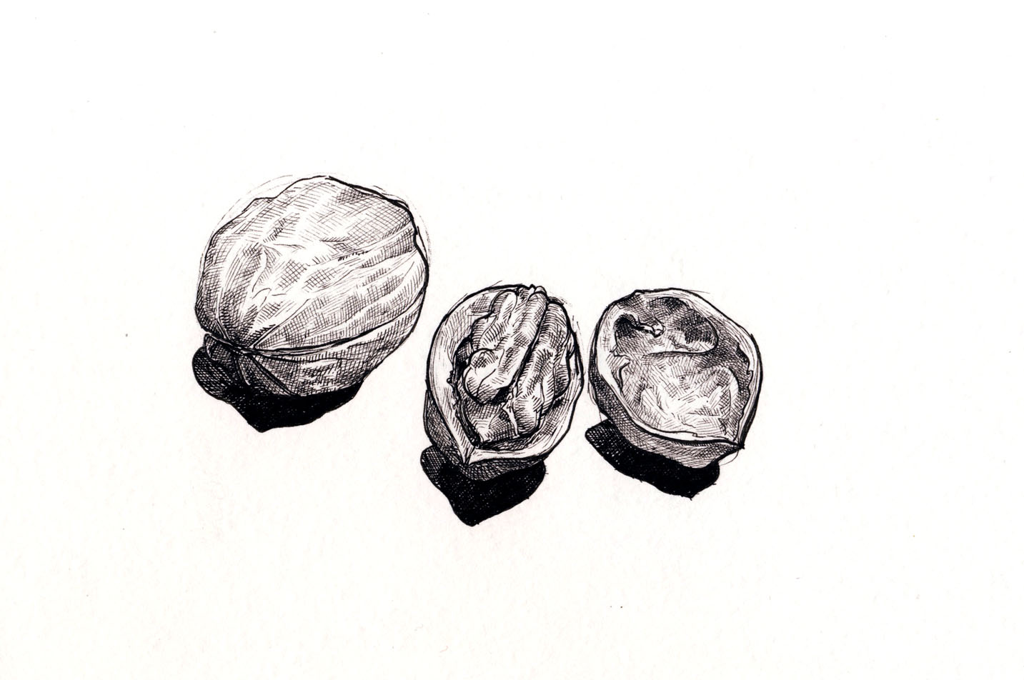 walnuts_lily_mae_martin