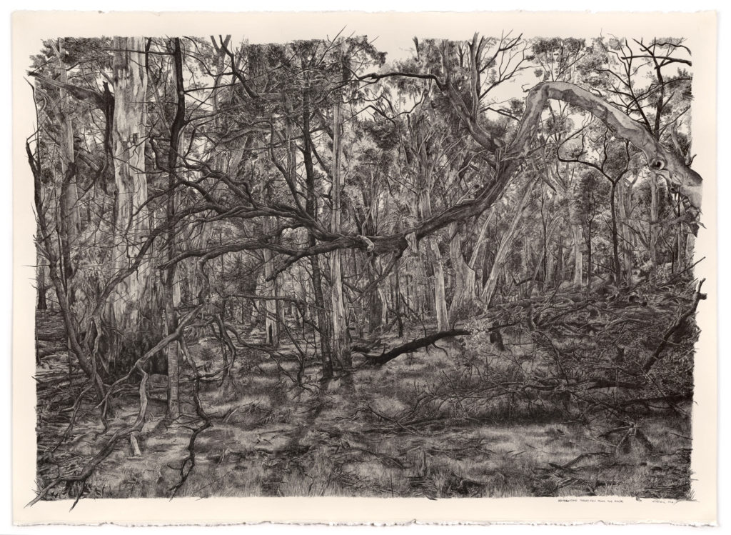 Waterloo State Forest - view from the back - ink on paper 105 x 75 cm 2016